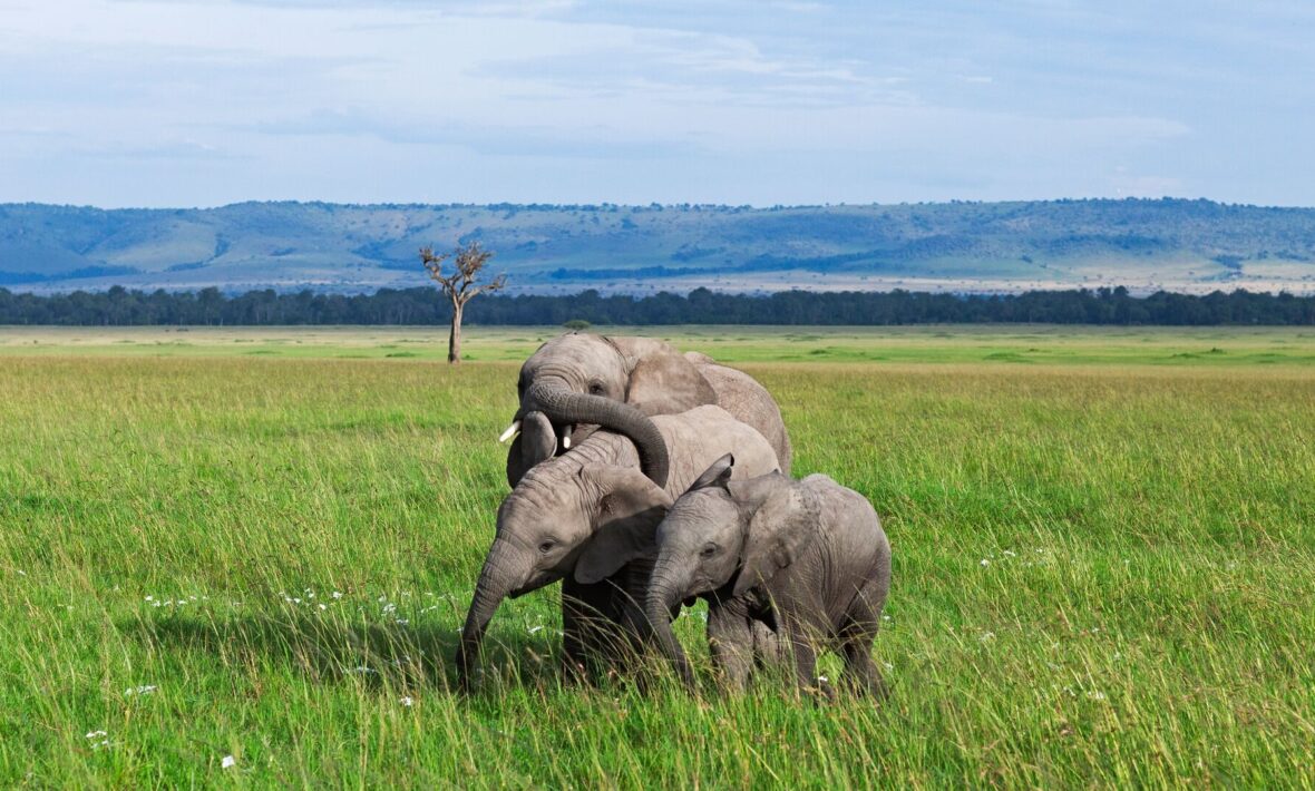 baby elephants in Kenya