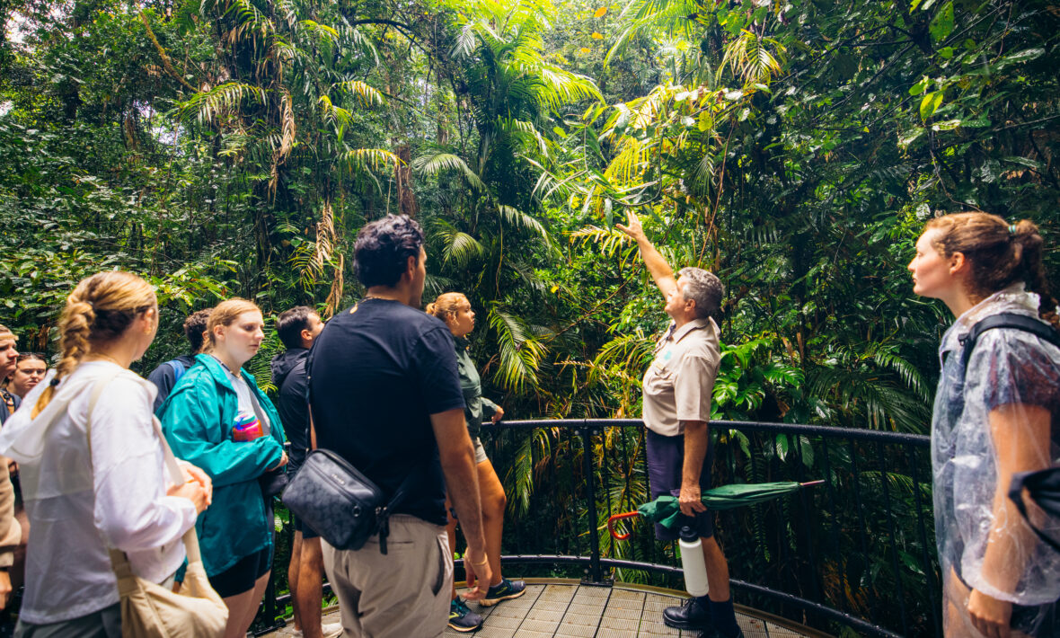 daintree rainforest, Australia