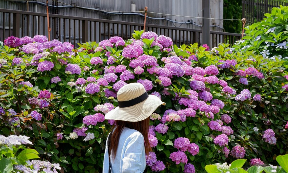 hydrangea season in Japan