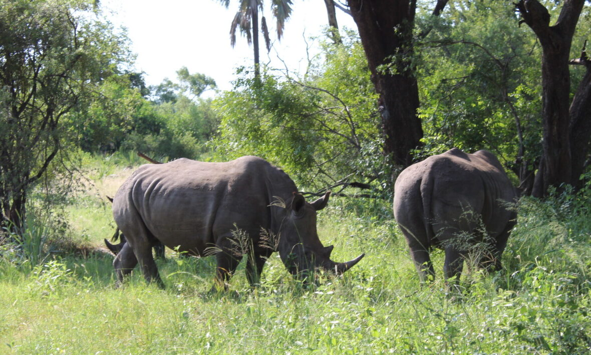 Rhinos in the wild on a safari in Africa