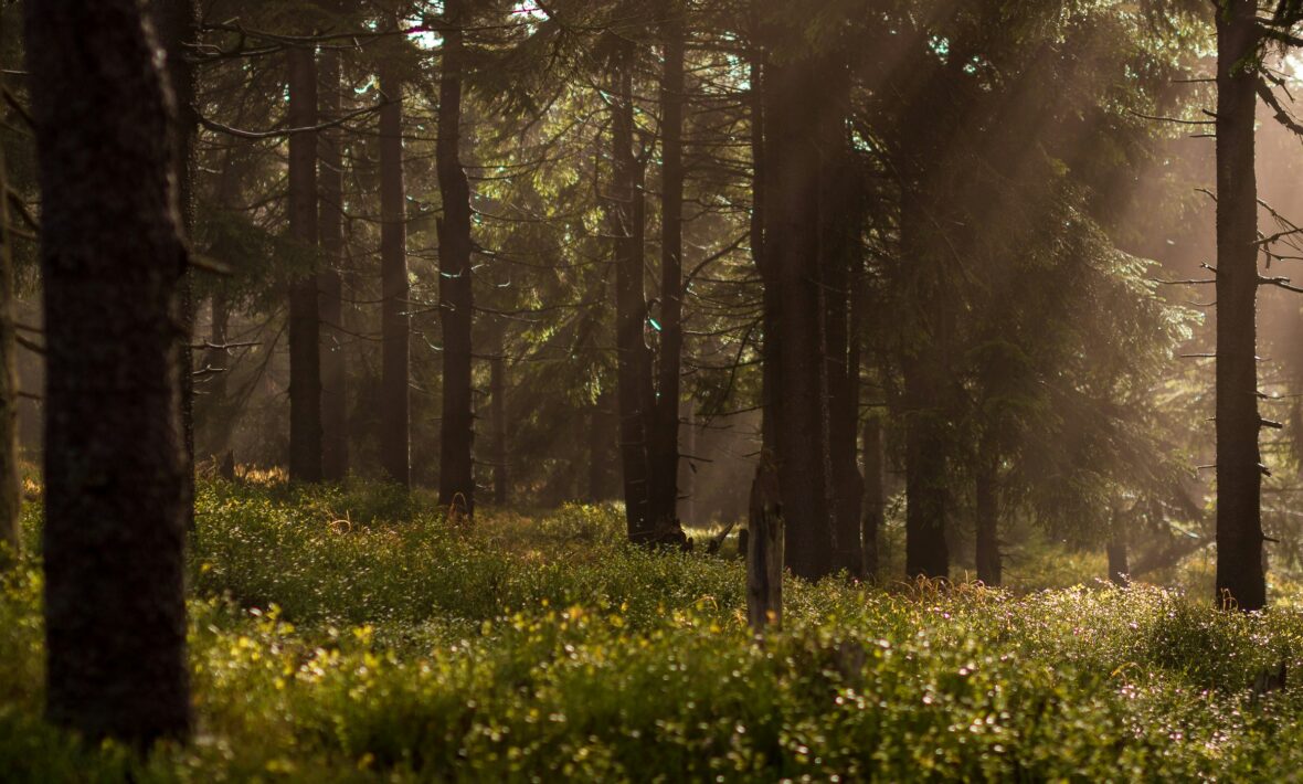 forest with filtering sunlight