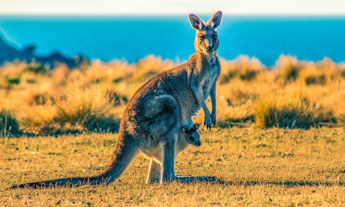 kangaroos found in Australia
