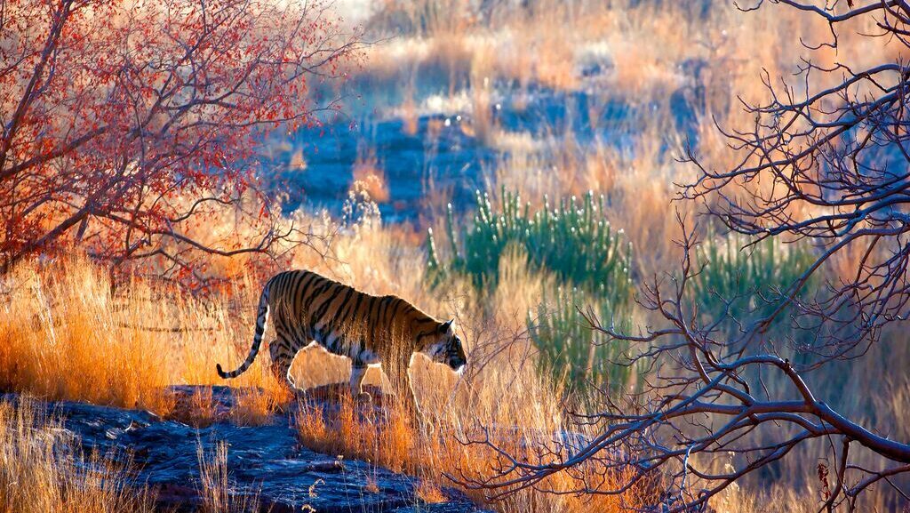 A tiger stalking at dawn in Ranthambore Park, India