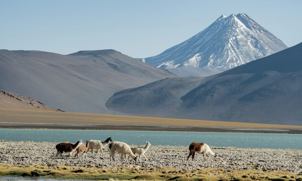 Llamas before a lake in Patagonia with mountains in the back