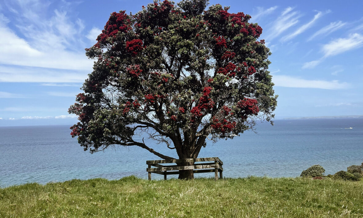 tree overlooking the ocean in Auckland, New Zealand