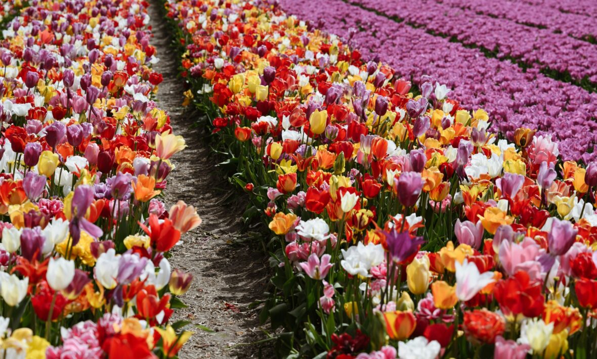 fields of pink and yellow tulips blooming in the spring