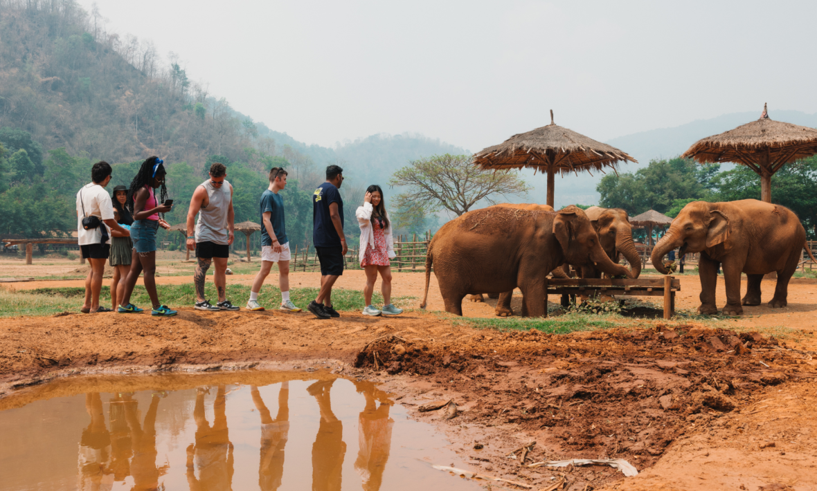 contiki travellers observe elephants in thailand