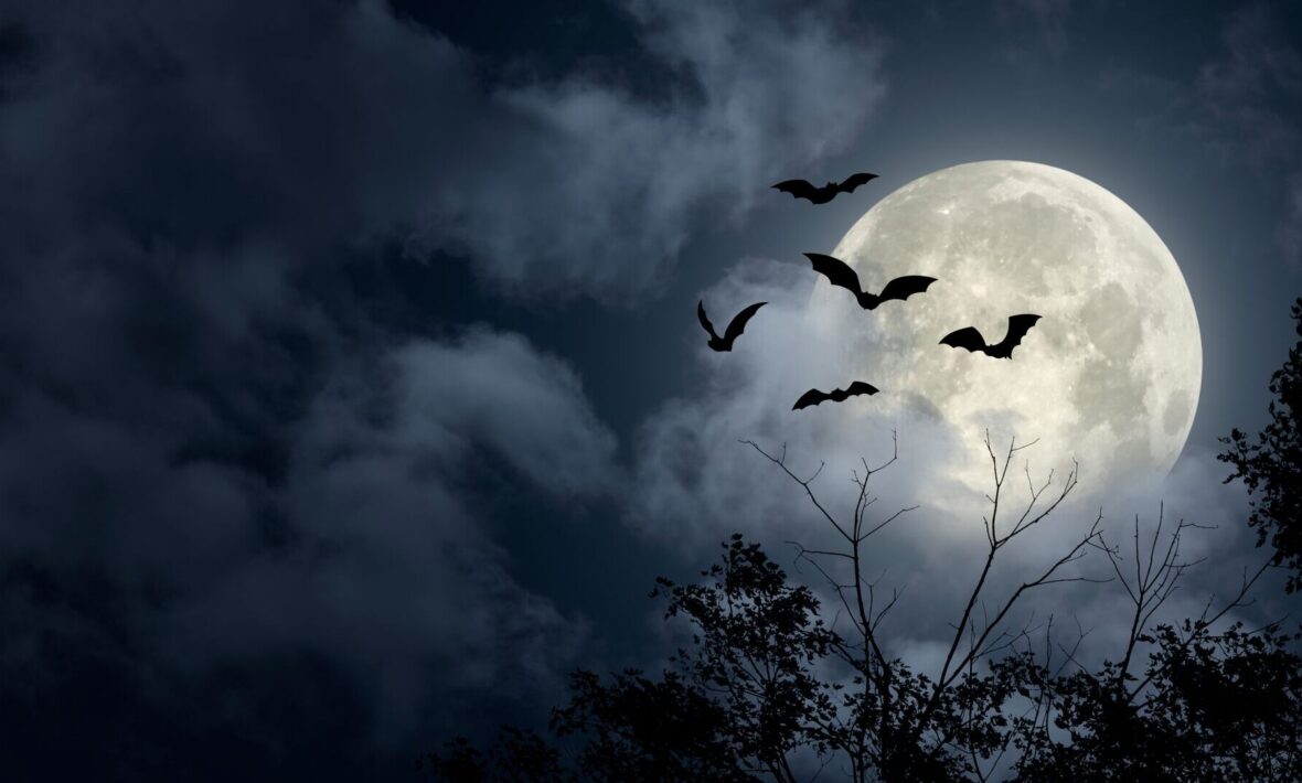 Image of a dark sky with the moon shining bright. Bats are flying and bare tree branches can be seen.