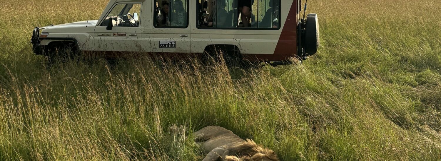 sleeping lions on safari in Kenya