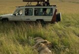 sleeping lions on safari in Kenya