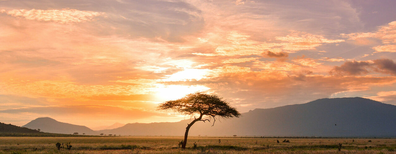 A lone tree in the middle of a field at sunset, showcasing the picturesque beauty of Africa.