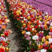 fields of pink and yellow tulips blooming in the spring