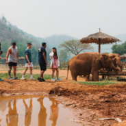 contiki travellers observe elephants in thailand
