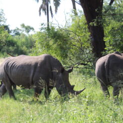 Rhinos in the wild on a safari in Africa