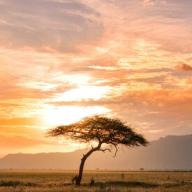 A lone tree in the middle of a field at sunset, showcasing the picturesque beauty of Africa.