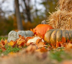 pumpkins and hay in autumnal nature, thanksgiving