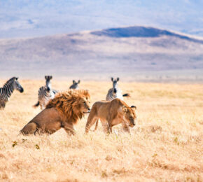 Lions in Tanzania