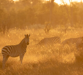 Zebras in Botswana