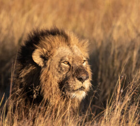 LION-NAMIBIA