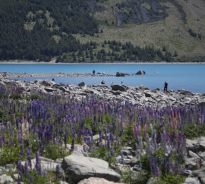 Lake and steep banks lined with firs