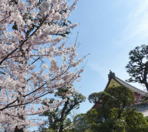 cherry-blossom-japan-cherry-trees