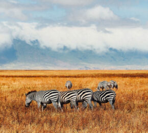 A group of zebras grazing in a field during a safari.
