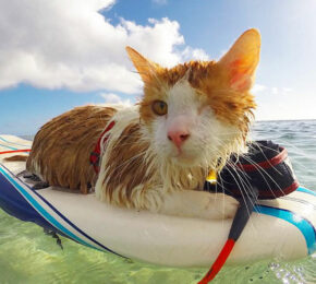 A surfboarding cat enjoying the hidden gems of Hawaii's ocean.