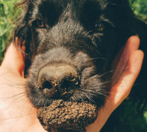 Truffle Hunting in Italy