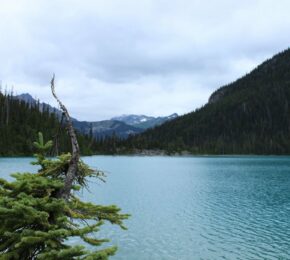 A Joffre Lake nestled in the mountains with a tree in front of it.