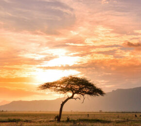 A lone tree in the middle of a field at sunset, showcasing the picturesque beauty of Africa.