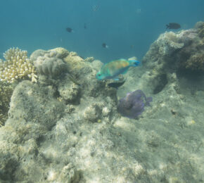 Australian-coral-reefs