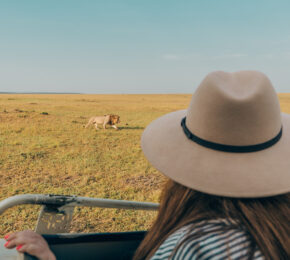 A woman wearing a hat while observing big cats in the wild.