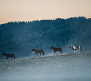 Ami Vitale horses in Montana