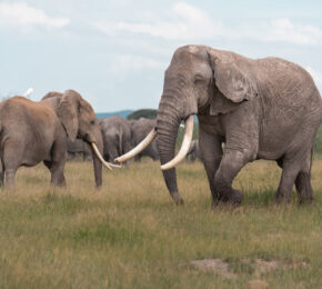 A herd of elephants participating in East Africa's great migration.