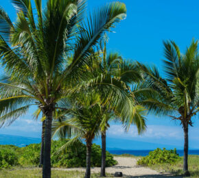 A beach in Hawaii with palm trees and a view of the ocean.