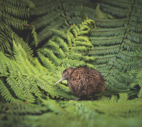 A baby kiwi bird in the ferns of New Zealand.