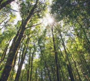 New-Zealand-forest-bathing