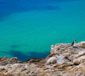 Penguins in South Africa