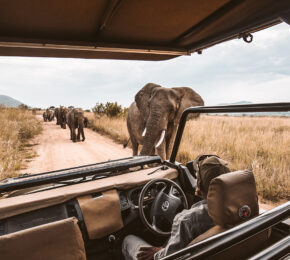 Safari & Elephants