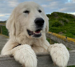 maremma dogs of middle island