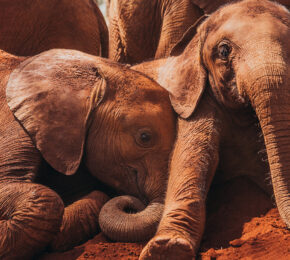 david-sheldrick-wildlife-trust