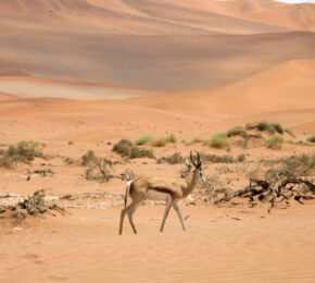 NAMIBIA-WILDLIFE