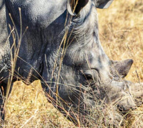 South African rhino