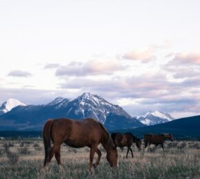 Horses in Banff, Canada