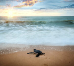 baby-tortoise-galapagos