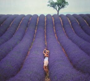 Lavender in Provence