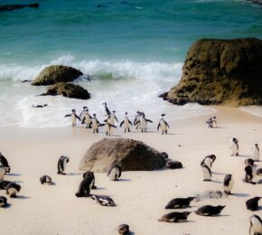 Boulders Beach, Cape Town