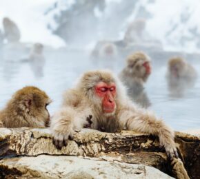 Snow monkeys in Japan