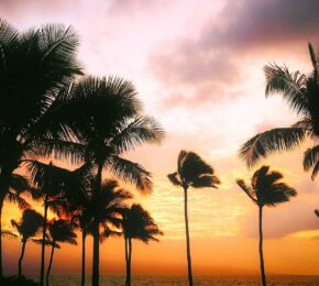 Visiting Hawaii: Palm trees on the beach.