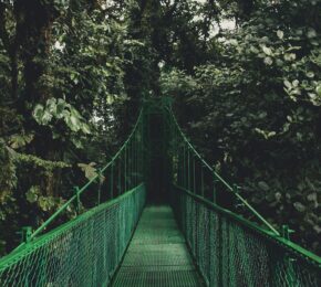 costa rica jungle bridge